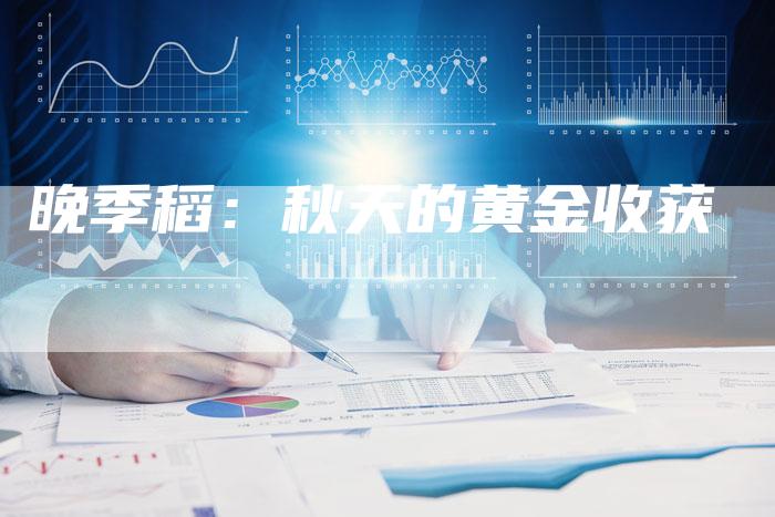 晚季稻：秋天的黄金收获
